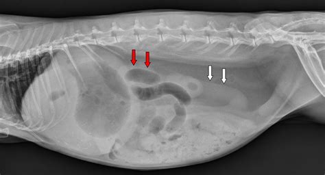 Radiographic Diagnosis Of Small Intestinal Obstruction In Pet Rabbits