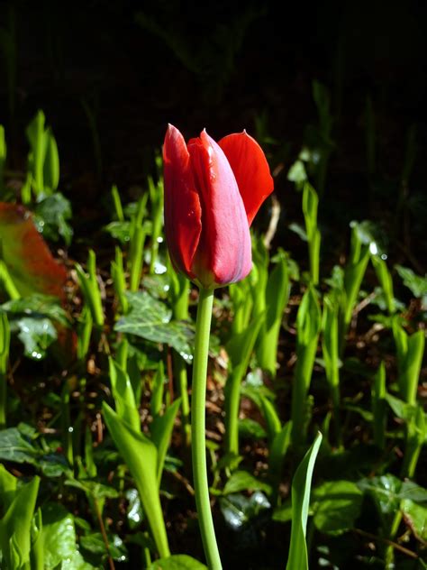 Poze Natură Plantă Floare Petală A Inflori Lalea Arc Roșu