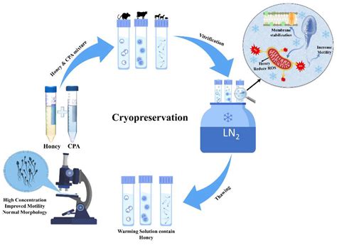 The Natural Cryoprotectant Honey For Fertility Cryopreservation Encyclopedia Mdpi