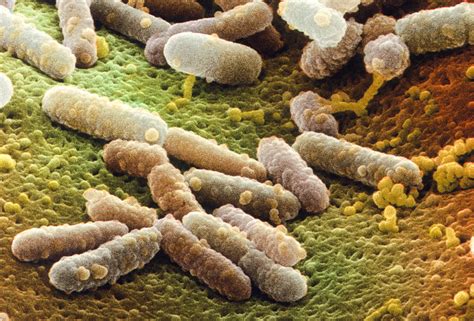 Coloured Sem Of Escherichia Coli Bacteria Photograph By Power And Syred
