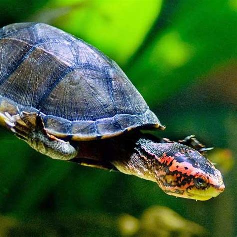 Home / posts tagged how to root cactus pads. Red Cheek Mud Turtle 4 inches
