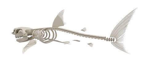 2 Whales And 2 Sharks Skeletons 3d Model 189 Unknown Free3d