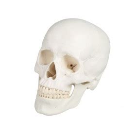Achat crâne anatomique au meilleurs prix livraison en 24 à ...