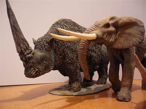 A more recent date of 26,000 bp is considered less reliable. Giant rhinoceros (Elasmotherium) - a prehistoric rhino ...