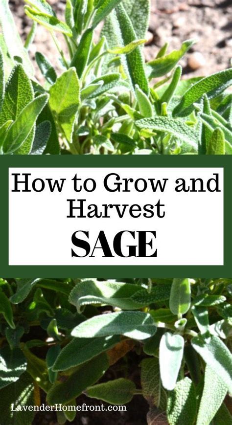 How To Grow And Harvest Sage In 2022 Harvesting Herbs Organic