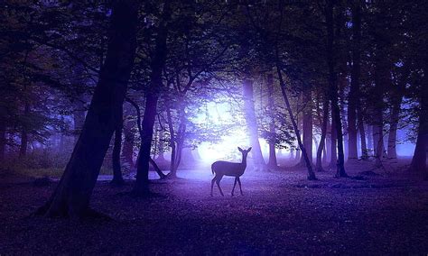 Beautiful Forest At Night Hd