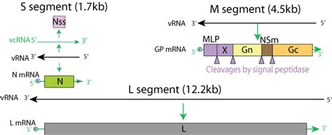 Orthonairovirus ~ ViralZone