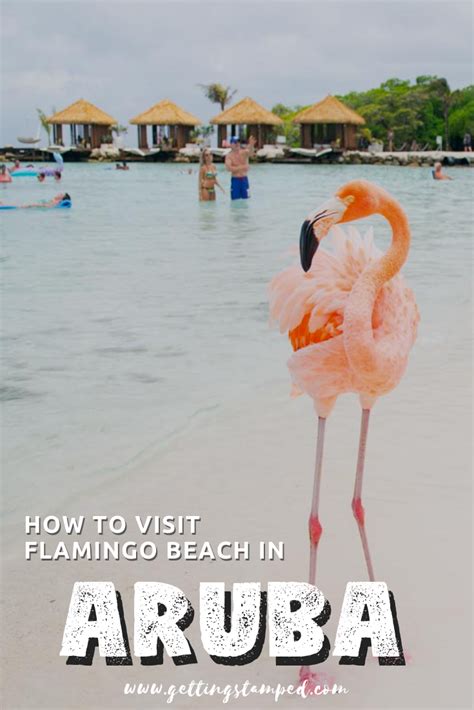 Everything You Need To Know Before Visiting Flamingo Beach