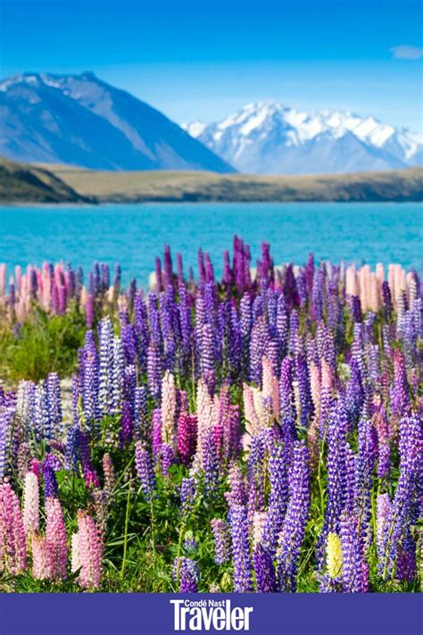 Lake Tekapo New Zealand Lake Tekapo Pictures Of Spring Flowers