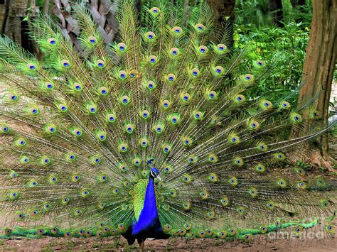 The Garden Peacock Photograph By Gary Richards Pixels