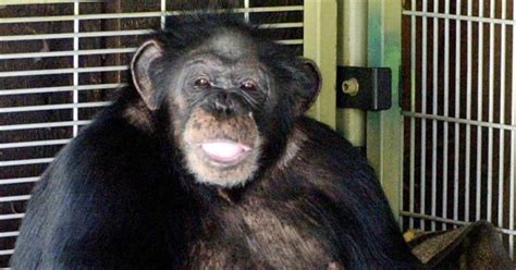 Travis the Chimpanzee – Dark Tales