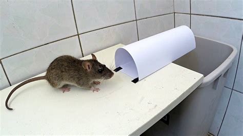 Just use a dab of peanut butter to bait the trap. How to Catch a Mouse Without a Mouse Trap | Mouse Trap Guide