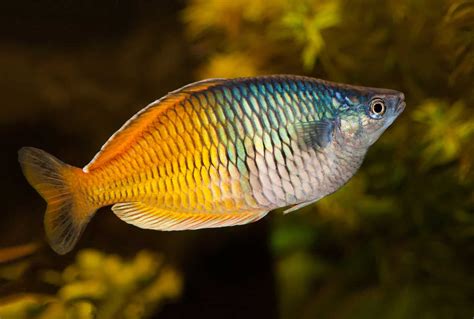 How To Spice Up An Aquarium With Australian Rainbowfish Aquariadise