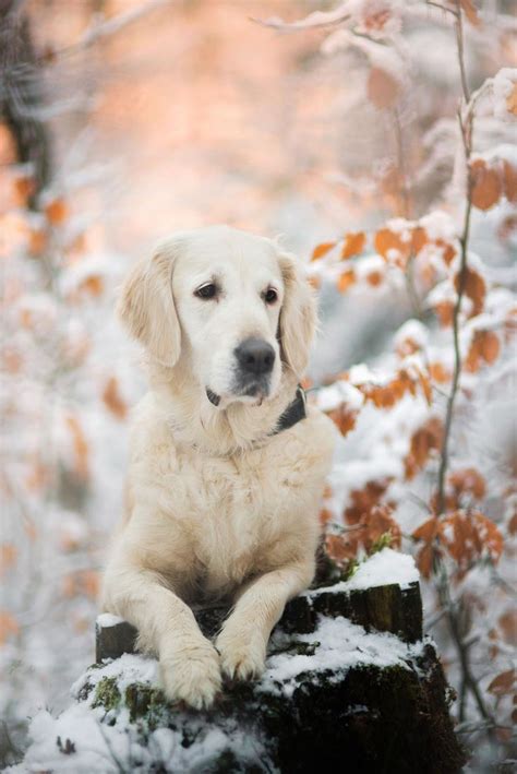 Labrador In Winter
