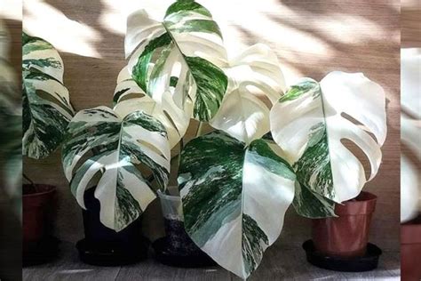 Nah daun tanaman dengan nama latin platycerium bifurcatum ini ada dua jenis guys yakni seperti perisai tegak serta ada juga yang mirip dengan tanduk rusa. Daftar 5 Tanaman Hias Paling Hits di Tahun 2020 yang Bisa ...