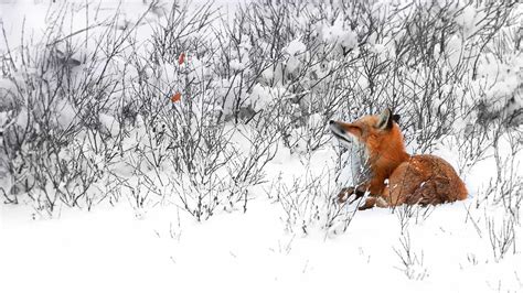 Red Fox Wallpapers Wallpaper Cave