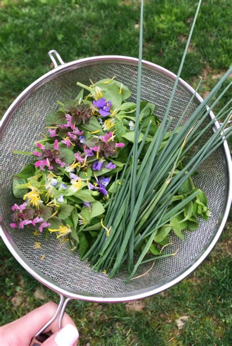 Spring Wild Edible And Medicinal Plants That Are Growing In Your Lawn