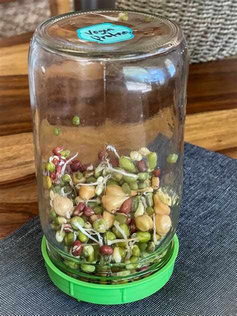 Why You Should Be Growing And Eating Sprouts In A Jar Laptrinhx News