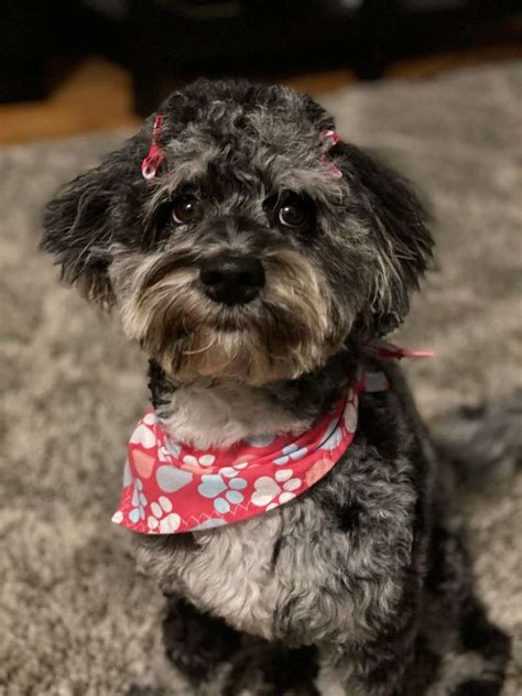 We are located in central alabama where we live on a ranch and raise and care for our puppies as well as various other animals. Havanese Puppies for Sale in Florida