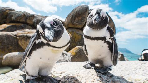 Boulders Beach Cape Town The Best Place To See African Penguins
