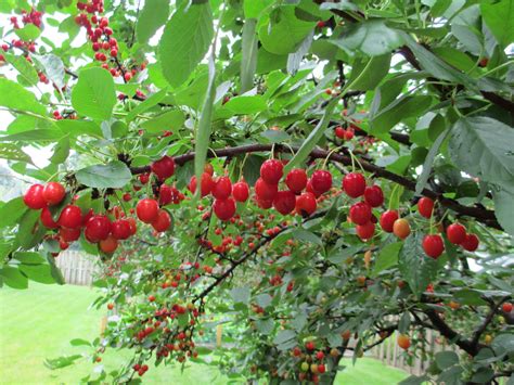 A bush that produces cherries. I have a 15 year old cherry tree I am attempting to ...