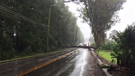 Fallen Tree Closes Highway 19 In Waimea