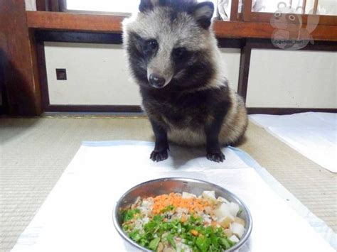 Theres A Japanese Dog That Looks Like A Raccoon And The Internet Is