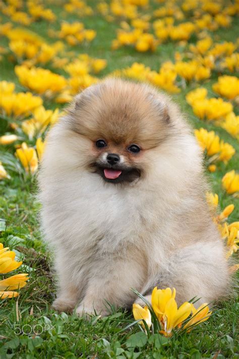 Puppy 1 Little Pomeranian Puppy In Flowers Field Pomeranian Puppy