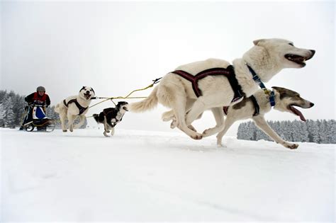 A View From The Beach Heavy Snow Cancels Alaska Dog Sled Race
