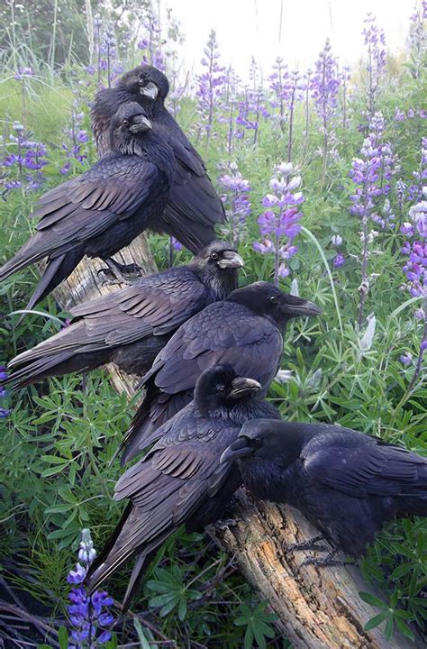 40 Best Ravens Images On Pinterest Crows Ravens Ravens And The Raven