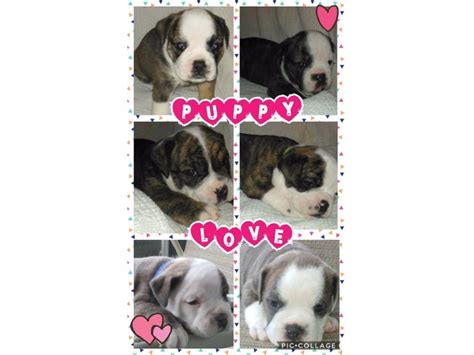 Dhu is a 100% free dating site to find personals & casual encounters in ashtabula. Old English Bulldog Puppies for sale - Animals - Ashtabula - Ohio - announcement-76269