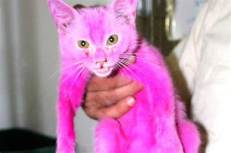 Pink Dyed And Distressed Kitten Rescued