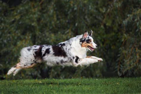 Why Do Australian Shepherds Have Docked Tails Dogcarelife