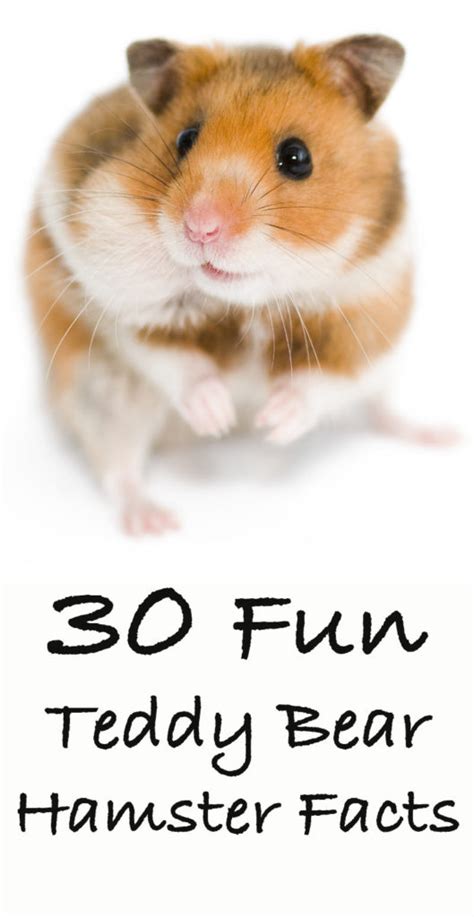 30 Fun Teddy Bear Hamster Facts About Syrian Hamsters