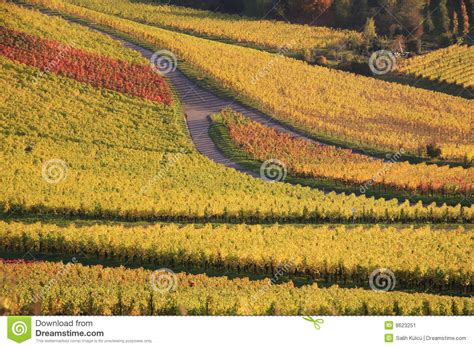 Colorful Autumn Vineyard Stock Image Image Of Hillside 8623251