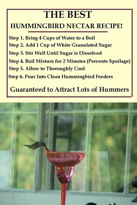 Boiling is only to slow fermentation Hummingbird Nectar Recipe. How to make homemade ...