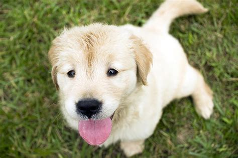 Nursing mothers sometimes will eat stool to keep the area clean for their puppies. Why Puppies Eat Poop, and 10 Tips To Stop It