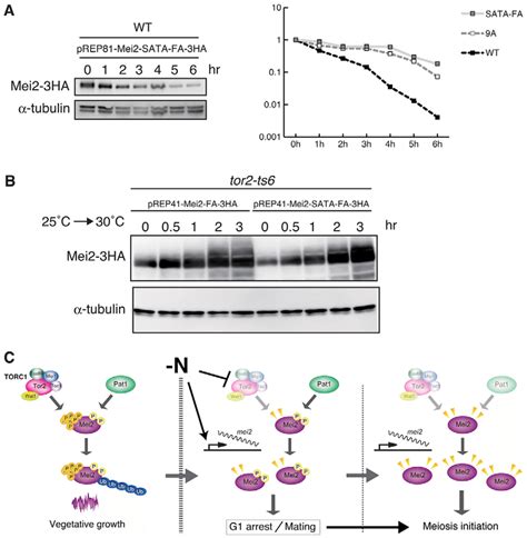Stepwise Activation Of Mei2 Through Inactivation Of Tor2 And Pat1 A