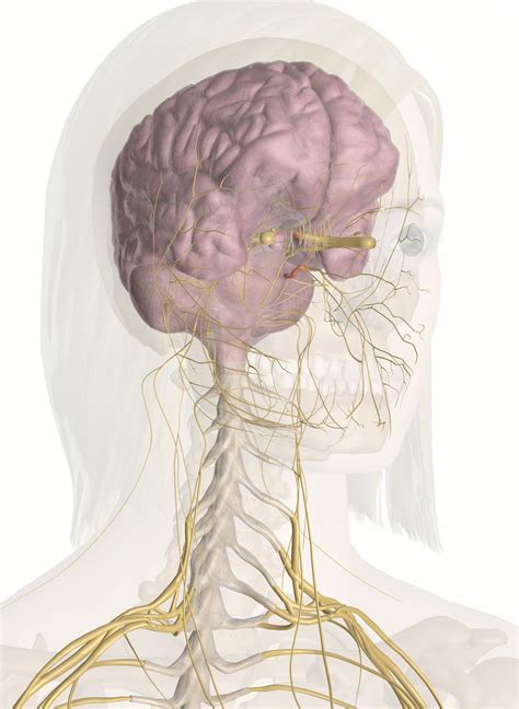 The Nerves Of The Head And Neck 3d Anatomy Model