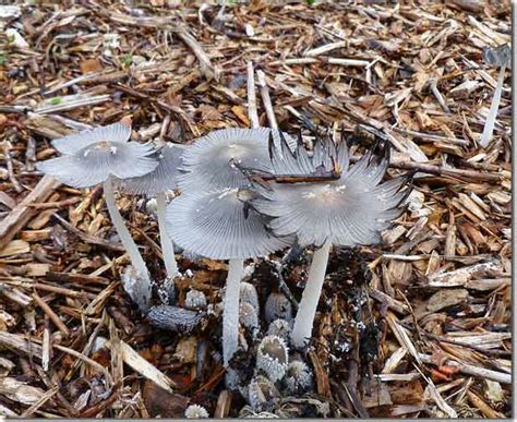 Soil contains more carbon than plants and the atmosphere combined. Importance Of Fungus In Our Soil | Agropreneur Zimbabwe