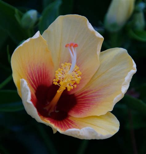 Yellow Hibiscus Hawaii State Flower Flickr Photo Sharing
