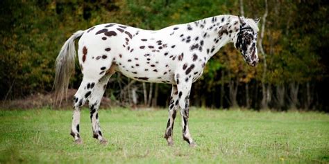 spotted horse breeds youll love helpful horse hints