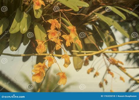 Yellow Orchids Bunch Of Yellow Honey Fragrant Orchid Dendrobium Aggregatum Var Majus On Large