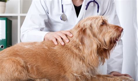 Erythema In Dogs