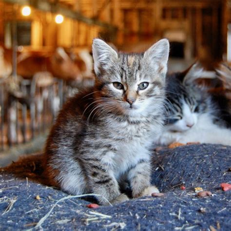 Siamesetabby Vs Farm Cat Breed Comparison Petzlover