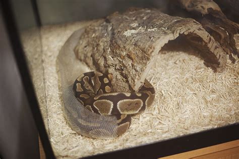 Ball pythons aren't able to switch their diet to extremes as humans can. How Long Do Ball Pythons Take to Shed? | My Pet Python