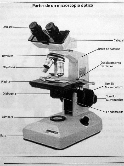 Es habitual que incluya algunos topes de goma para evitar que el microscopio se deslice sobre la superficie donde se encuentra. USO DEL MICROSCOPIO ~ Nocjoc
