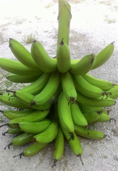 Apa yang anda ketahui tentang buah pisang ? Hang Kebun: PELBAGAI JENIS PISANG