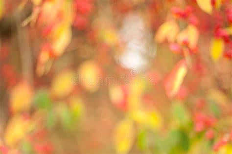 Autumn Blur Background Stock Photo Image Of Background 80440360
