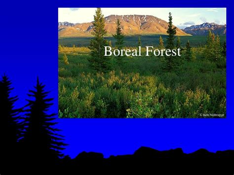 √ Boreal Forest Biome Alumn Photograph